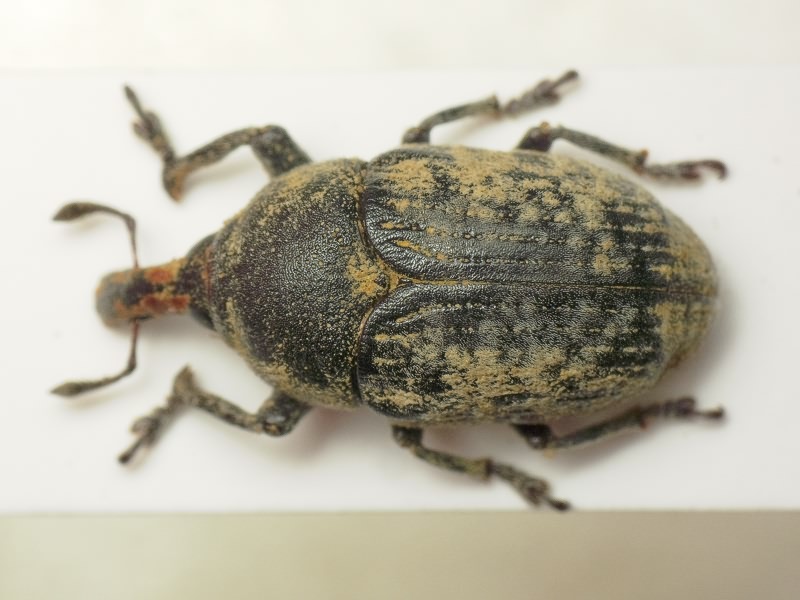 Larinus Dejean, 1821